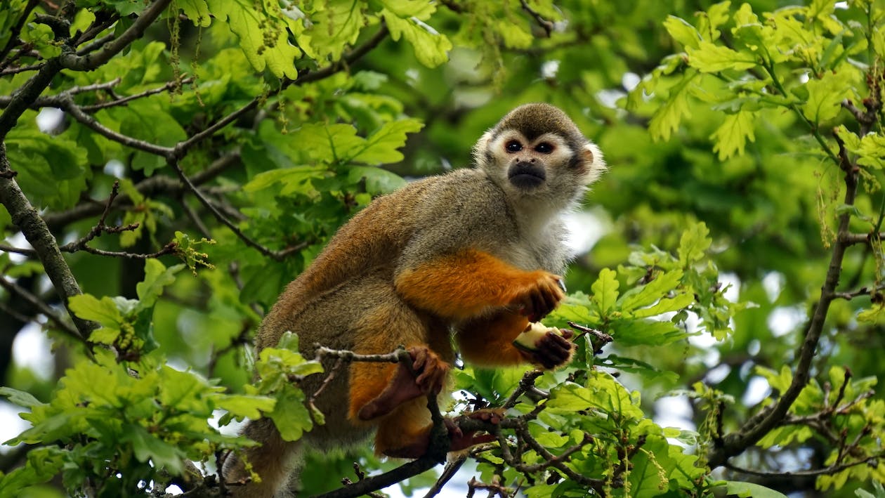 A squirrel monkey in a tree